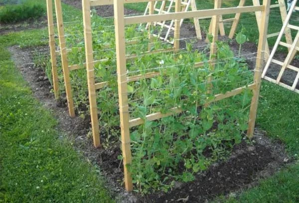 Cuándo se planta los guisantes: evita errores comunes en la siembra