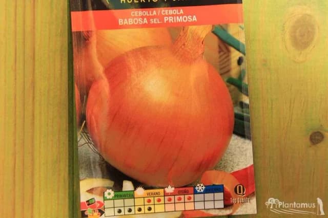 Cebolla babosa: cuándo se planta para obtener la mejor cosecha Cebolla babosa: cuándo se planta para obtener la mejor cosecha