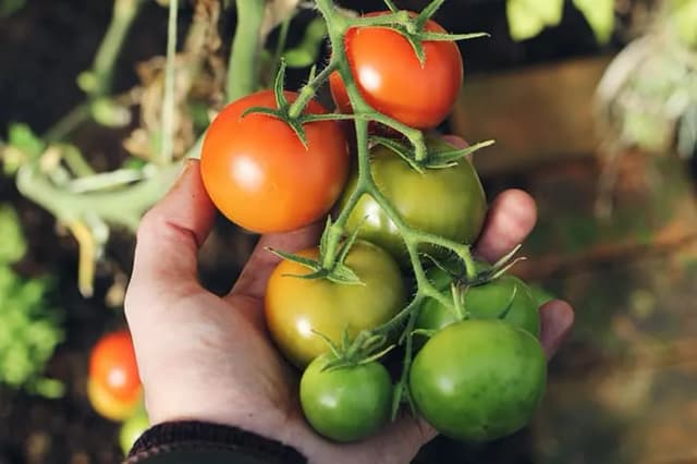 Cuándo plantar tomates en Madrid para evitar heladas y asegurar éxito Cuándo plantar tomates en Madrid para evitar heladas y asegurar éxito