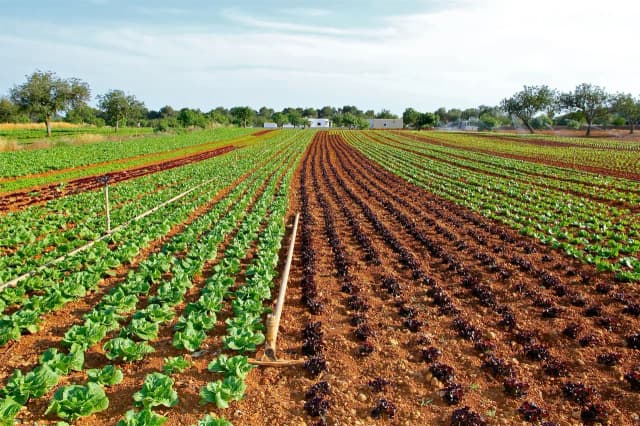 Qué plantamos en febrero: las mejores opciones para tu jardín