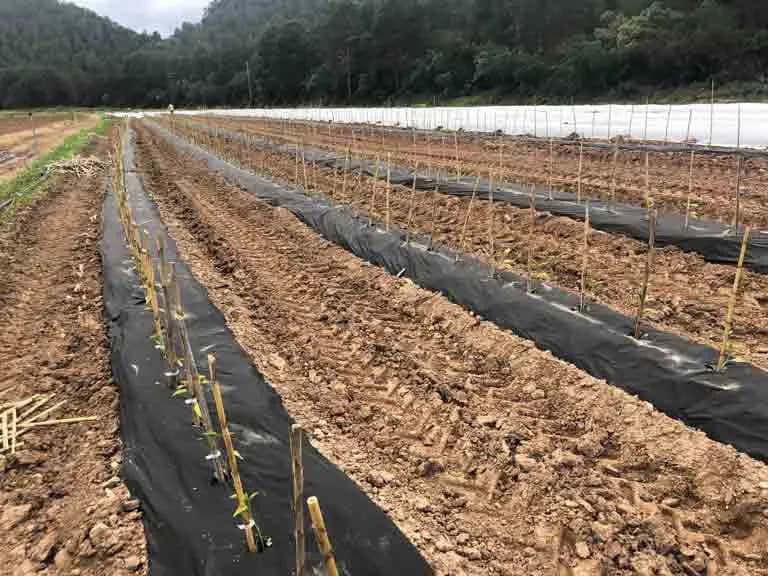 Cuándo plantar tomates en Galicia para asegurar una cosecha exitosa