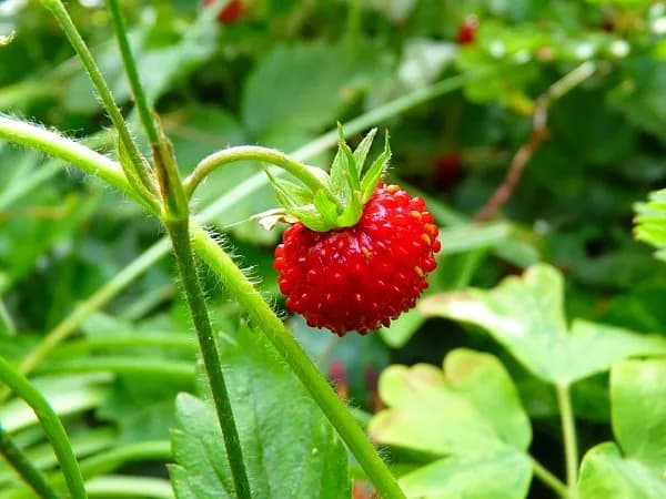 Cuando se planta la fresa: evita errores comunes y elige bien la época