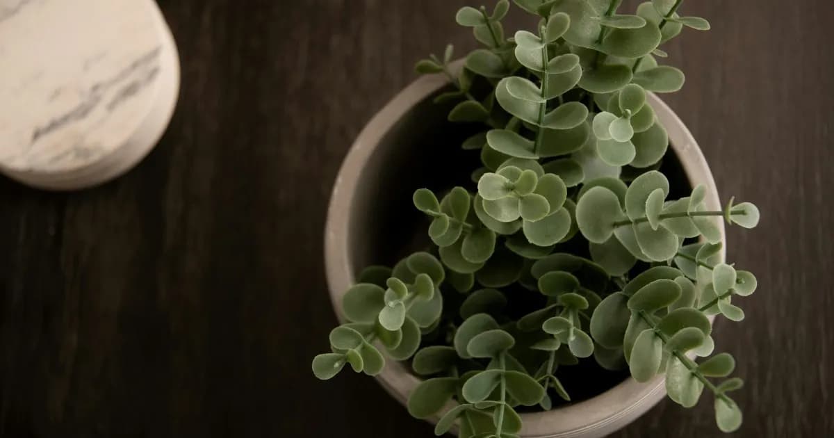 Eucalipto en maceta: cuidados esenciales para un crecimiento saludable