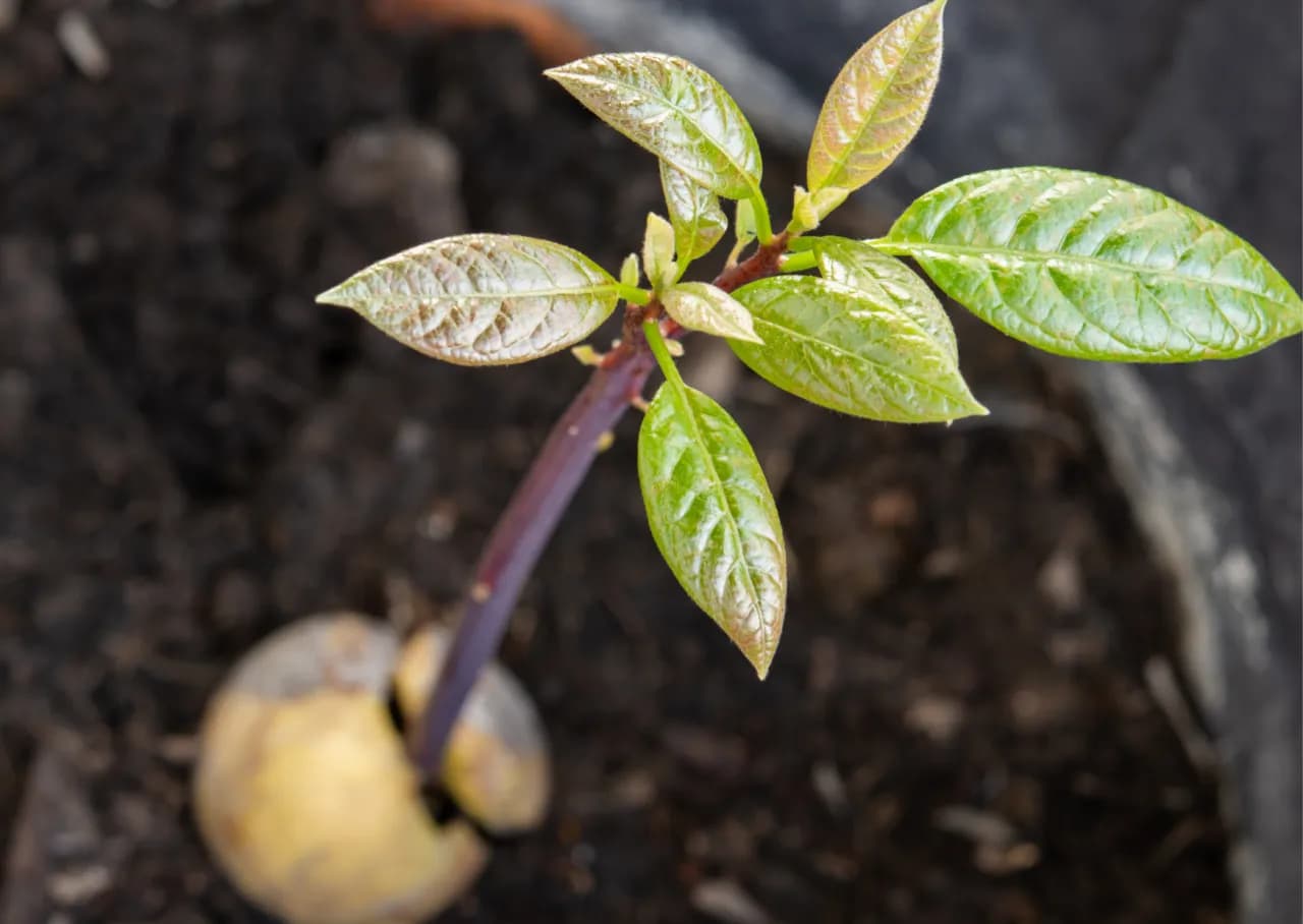 Cómo plantar aguacate en maceta y lograr un crecimiento exitoso