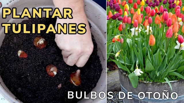 Cuándo se plantan los tulipanes en España para un jardín espectacular Cuándo se plantan los tulipanes en España para un jardín espectacular