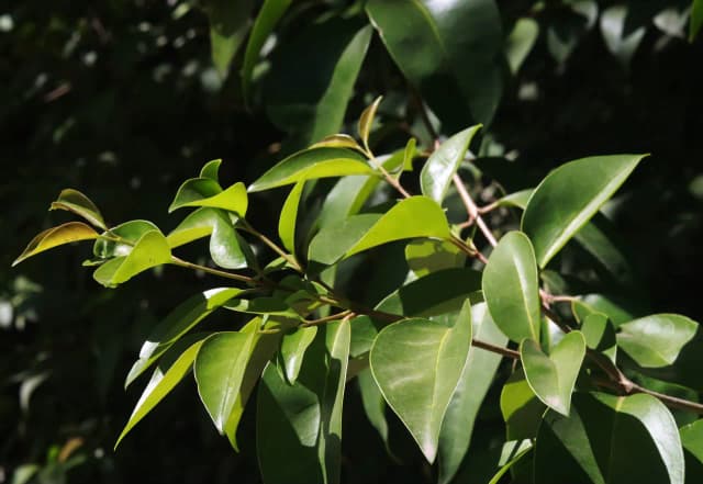 Arbusto siempre verde: características y beneficios para tu jardín