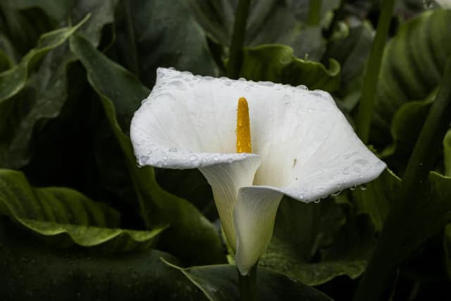 Cuándo plantar las calas para asegurar su crecimiento saludable