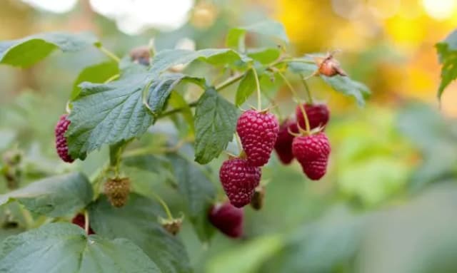 Cómo cuidar el arbusto de frambuesas para obtener frutos abundantes