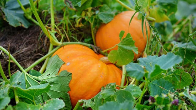 Cuando se plantan las calabazas: los meses que no debes ignorar