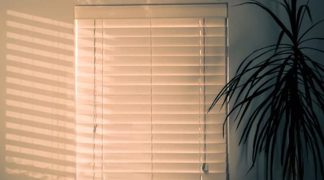 Plantas que no necesitan luz: opciones ideales para espacios oscuros
