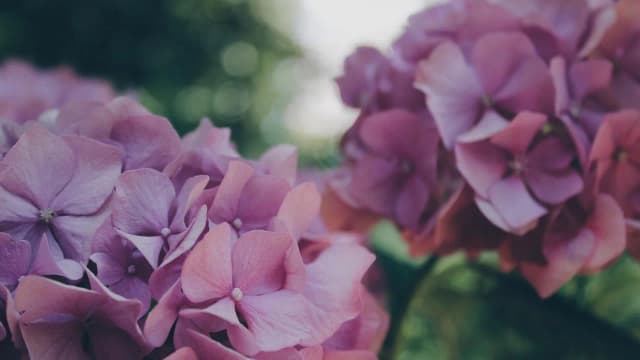 Cuidados de las hortensias en maceta para evitar su muerte prematura