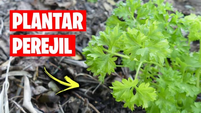 Cuándo se planta el perejil: evita errores comunes y logra éxito