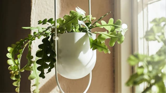 Transforma tu hogar con macetas colgantes interiores para un estilo único