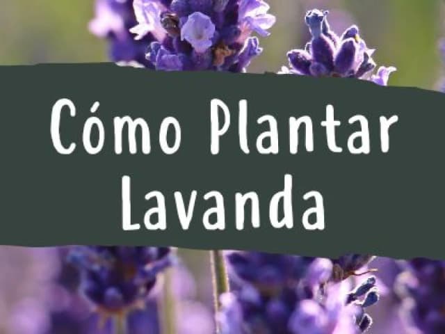 Cuando plantar lavandas: la clave para un jardín exitoso Cuando plantar lavandas: la clave para un jardín exitoso
